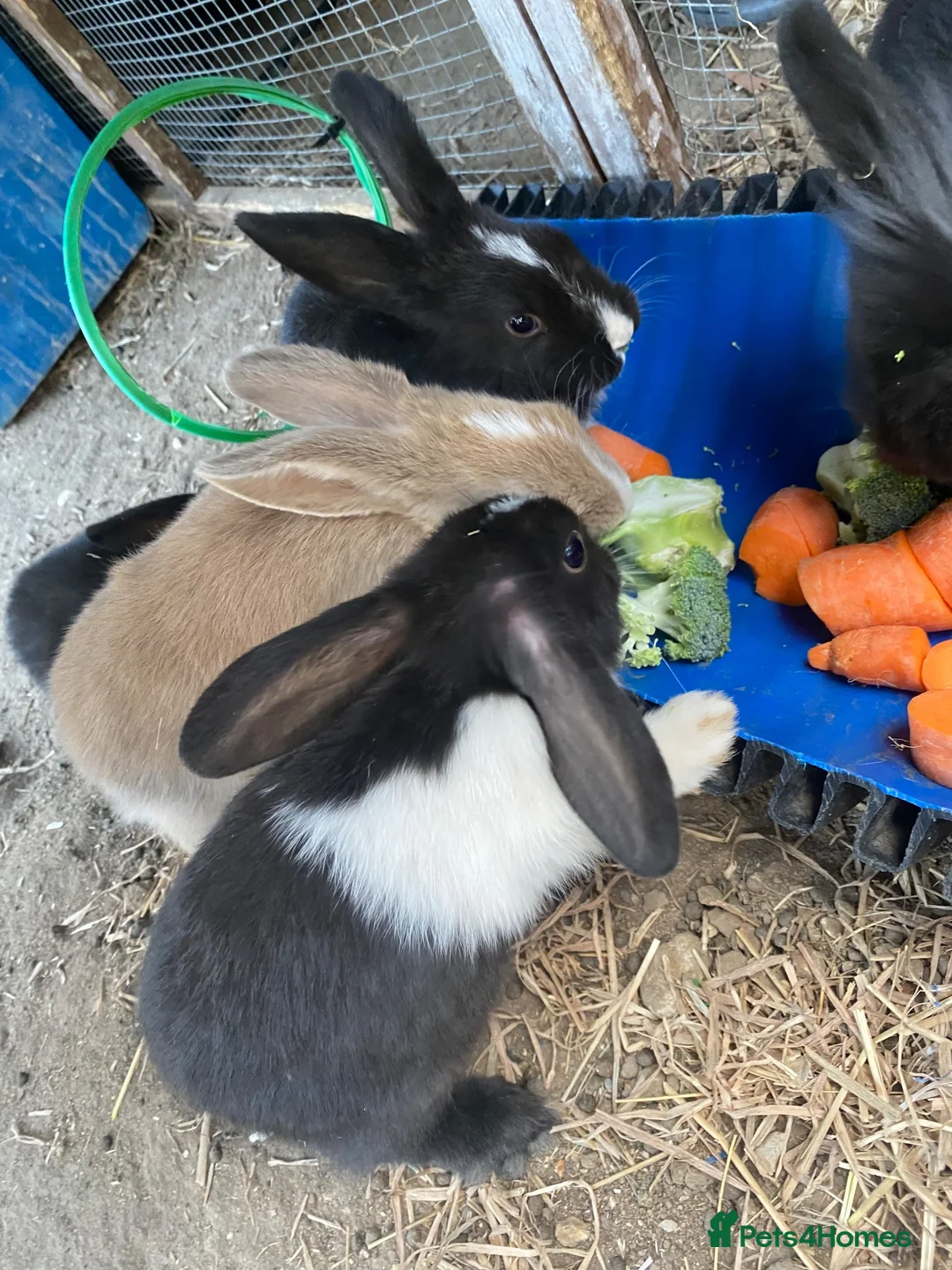 Mini Lion Lop rabbits for sale: 8 loinlops  - Advert 2