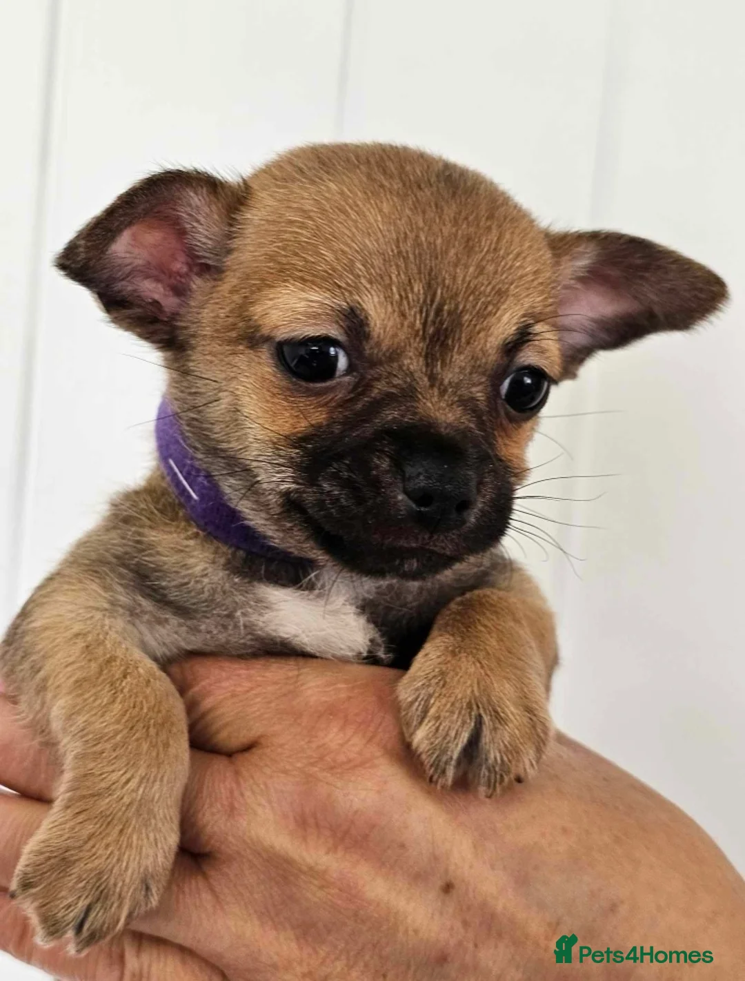 Chihuahua dogs for stud: Chico Chihuahua Russian Lines Champion Pedigree in Chester - Advert 16