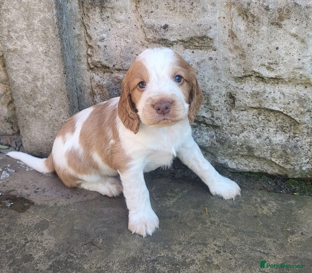 Cocker Spaniel dogs for sale: Beautiful working / show cocker spaniel puppies - Advert 2