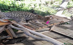 Savannah cats for sale: F5 Full Pedigree Tica Registered Girl Kitten - Image 10