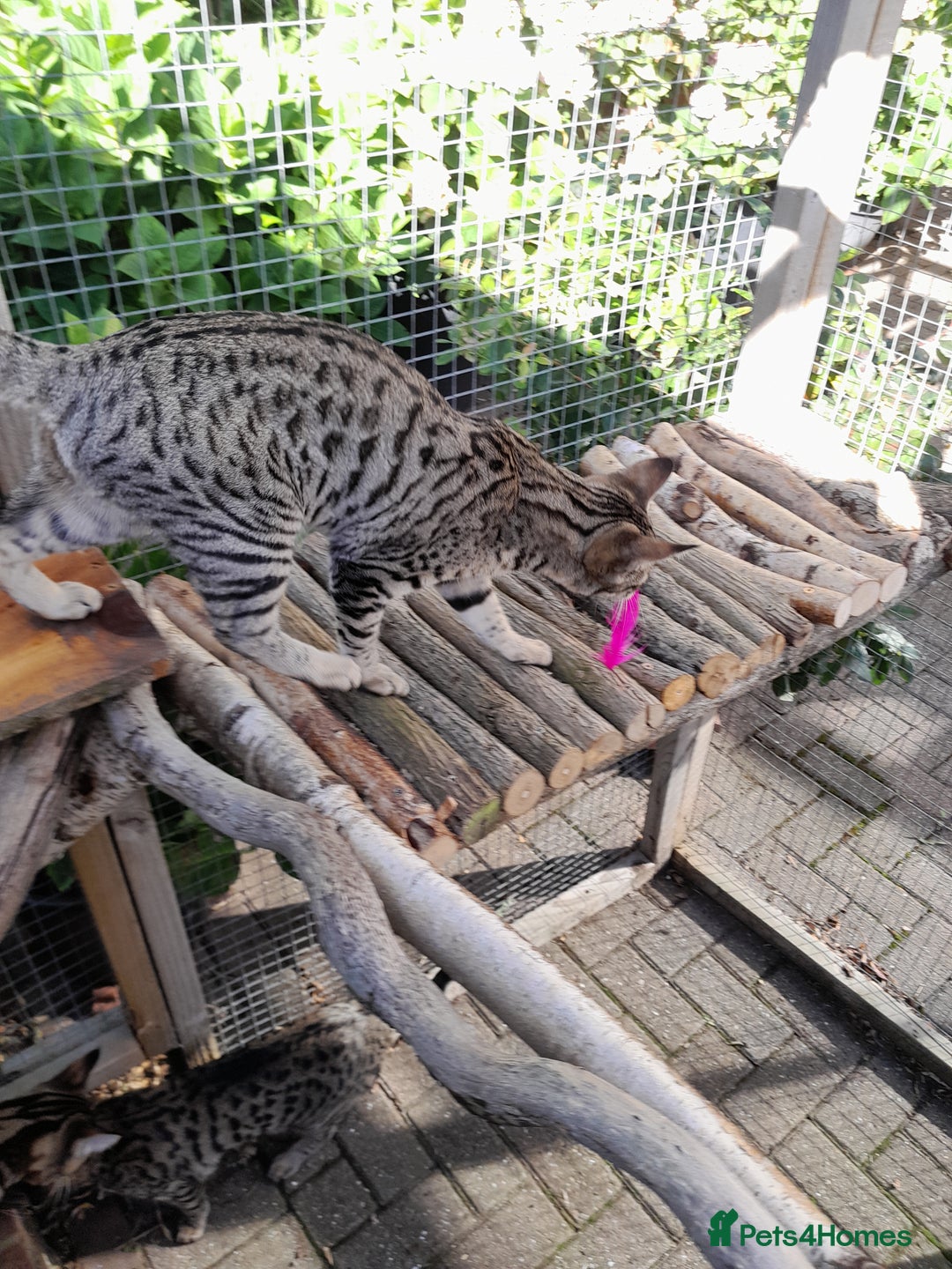 Savannah cats for sale: F5 Full Pedigree Tica Registered Girl Kitten - Image 10