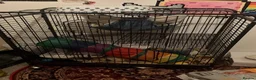 Ferret rodents for sale: Male ferret  - Advert 3