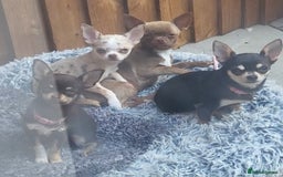 Chihuahua dogs for sale: Chihauhuas For Sale - Image 2