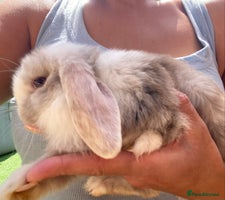 Mini Lop rabbits in Tunbridge Wells - Advert 16