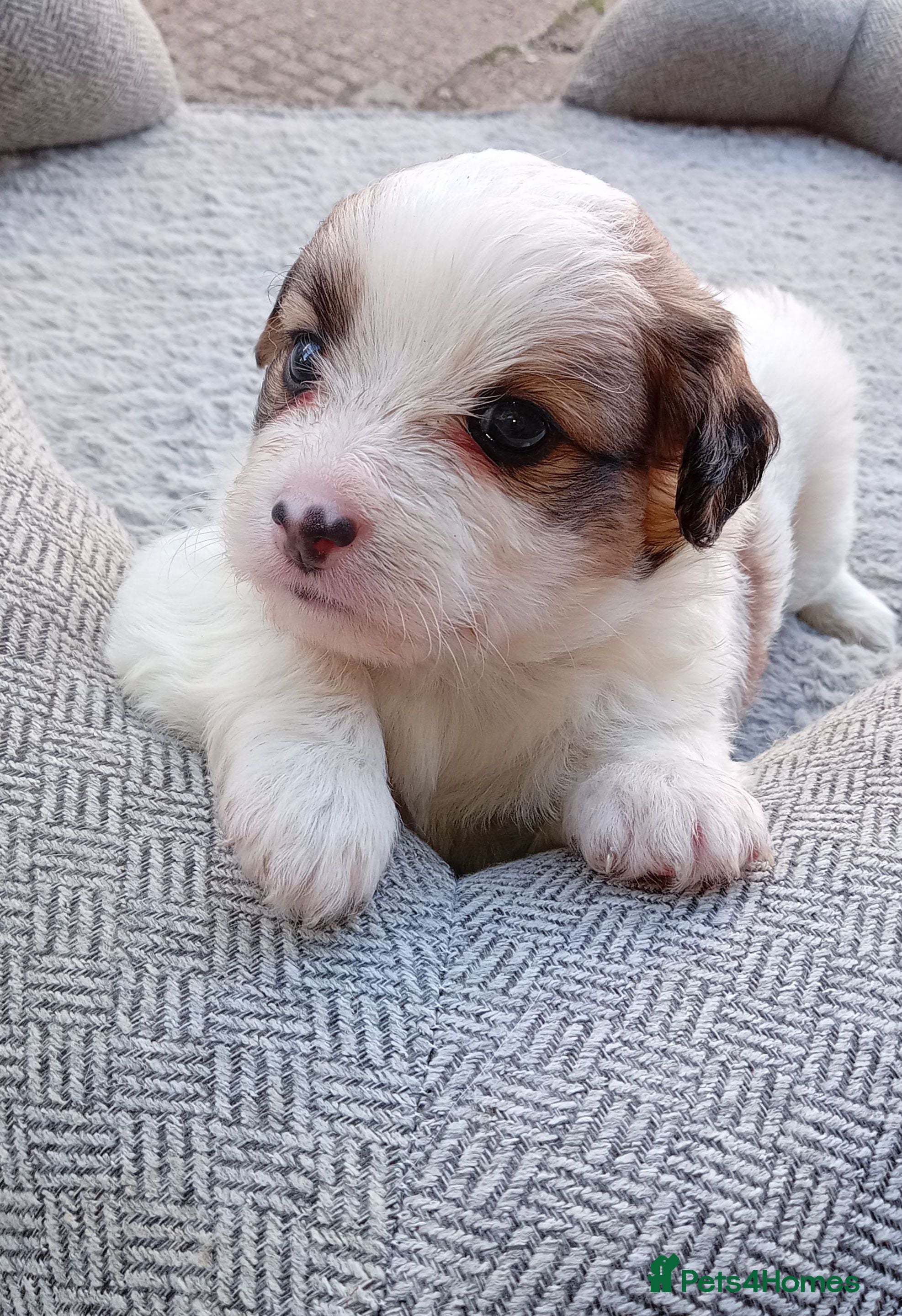Mixed Breed dogs 5 Beautiful Jacktesse Puppys For Sale - Advert 1