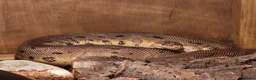 Python Snake reptiles for sale: Female royal pythons - Advert 3