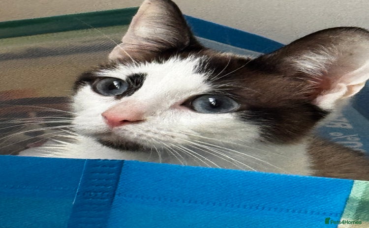 Siamese cats Siamese snowshoe female cat for sale - Advert 6