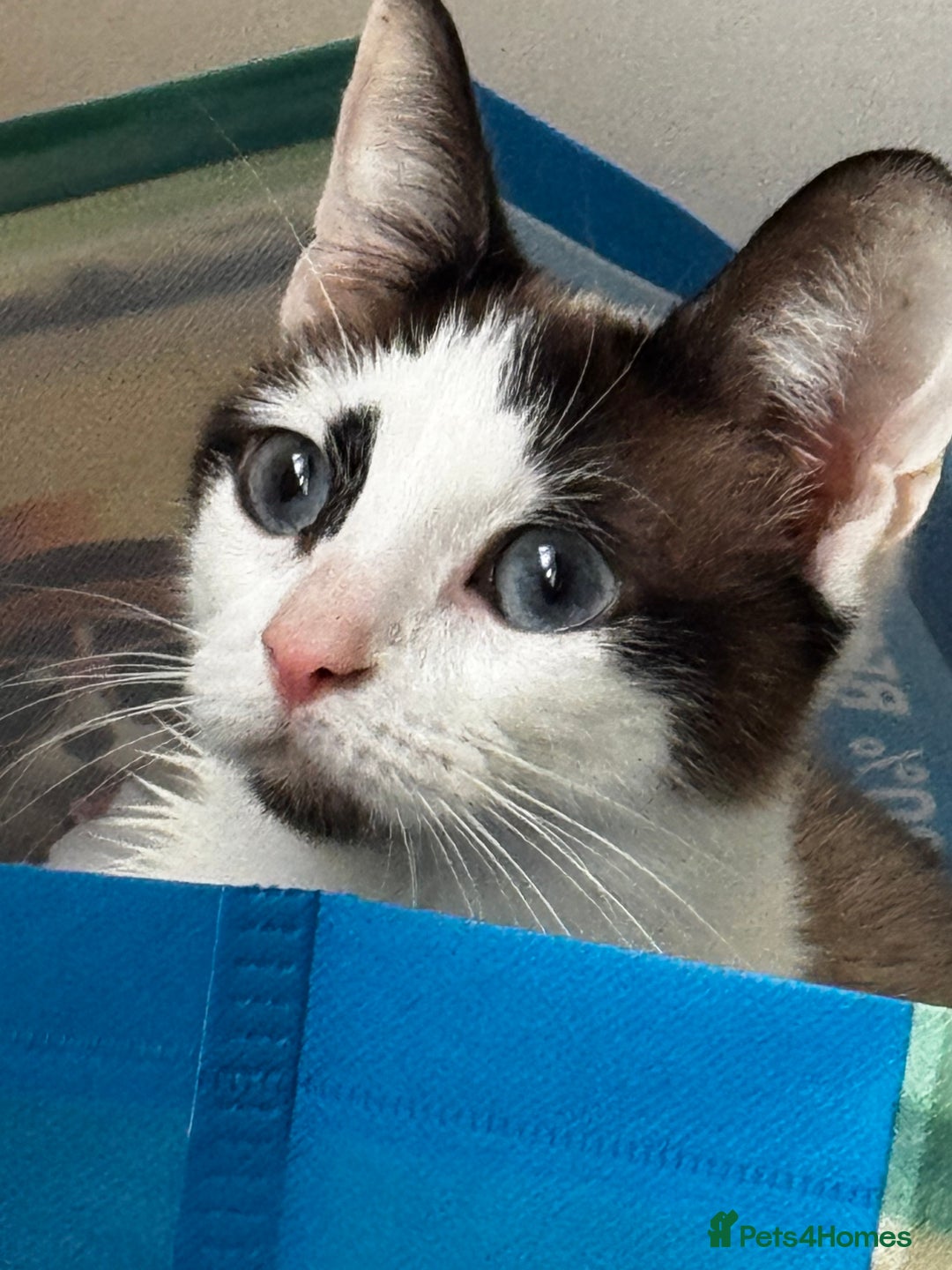 Siamese cats for sale: Siamese snowshoe female cat for sale - Advert 1