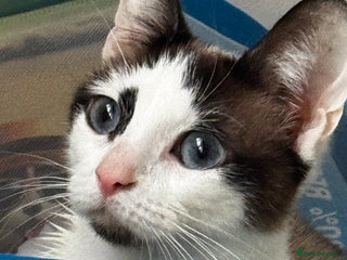 Siamese cats Siamese snowshoe female cat for sale - Advert 2