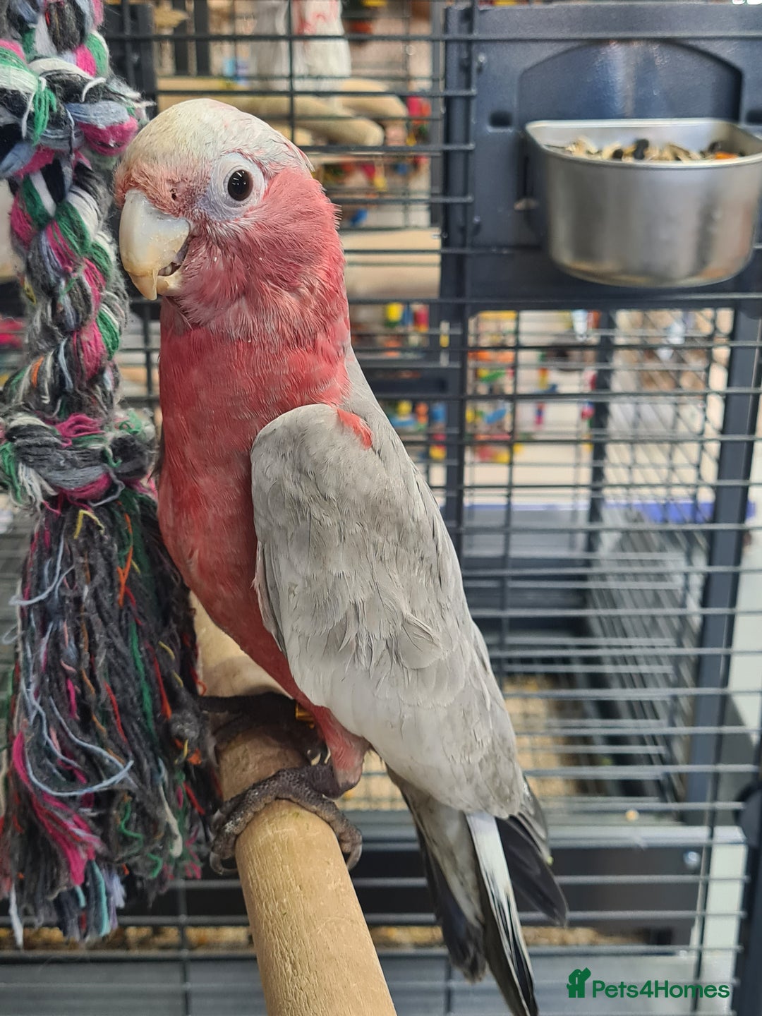 Cockatoo birds for sale: Hand Reared Galah Cockatoos available now - Image 2