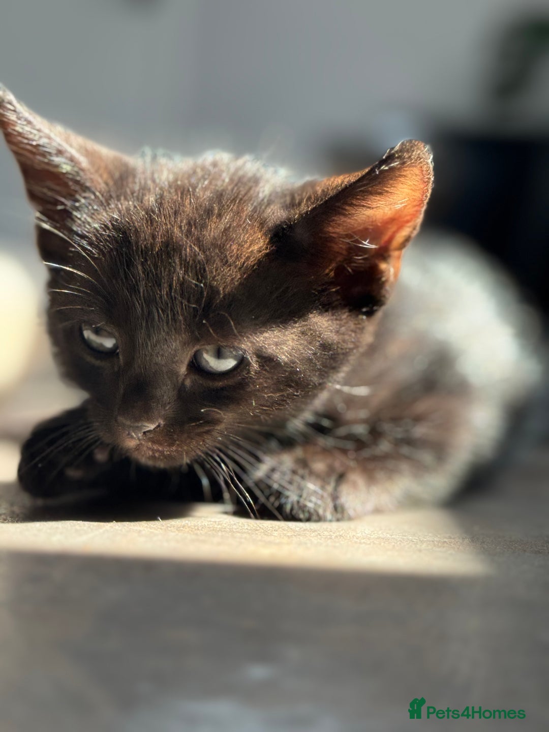 Mixed Breed cats for sale: Beautiful mix of Tortie and Calico  - Image 3