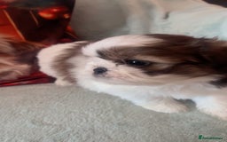 Shih Tzu dogs for sale: 5 beautiful puppies available  - Image 10