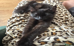 Domestic Shorthair cats for sale: 4 kittens for sale - Image 3