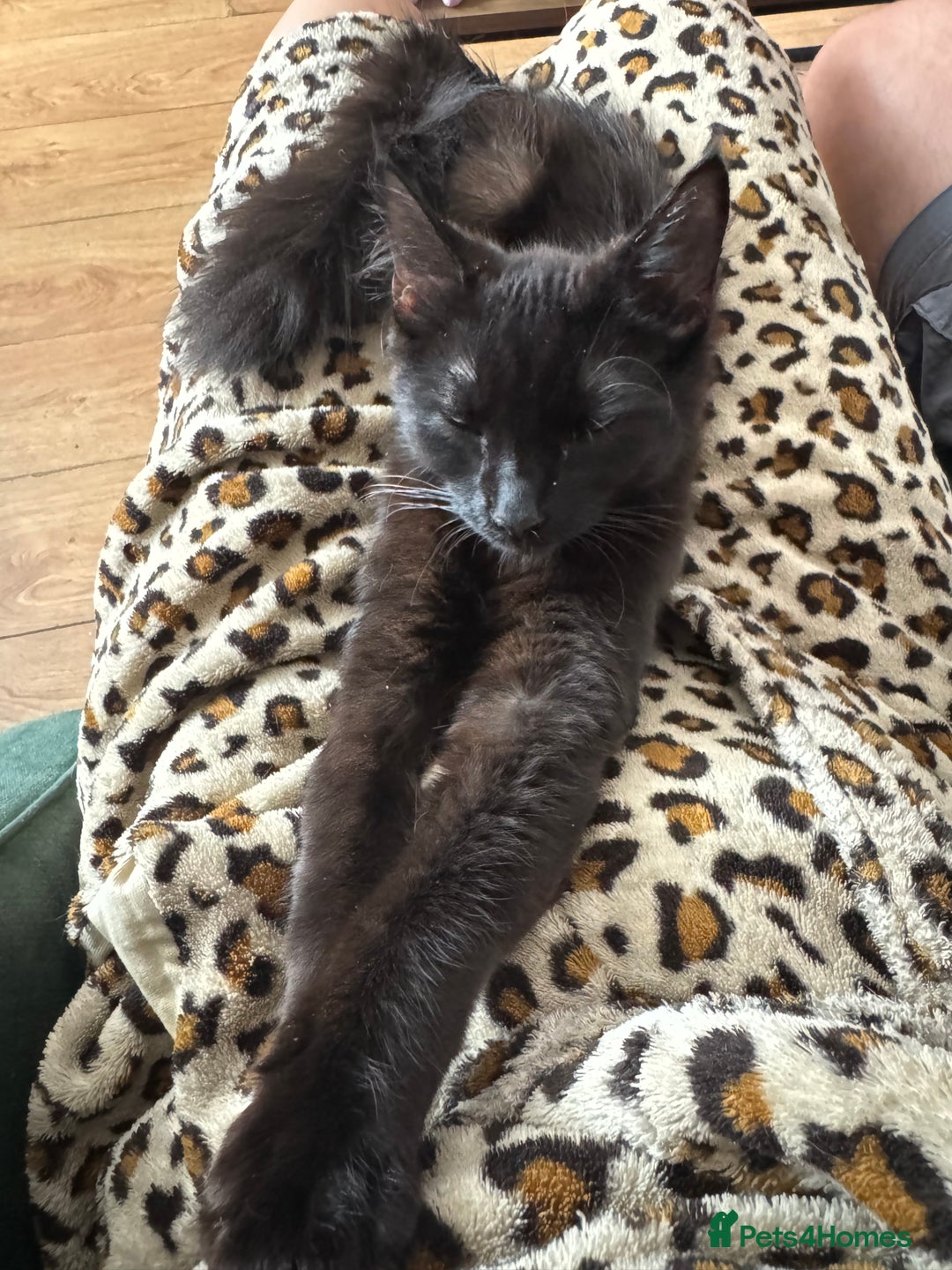 Domestic Shorthair cats for sale: 4 kittens for sale - Image 3