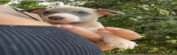 Whippet dogs for sale: Outstanding Male Whippets - Advert 8