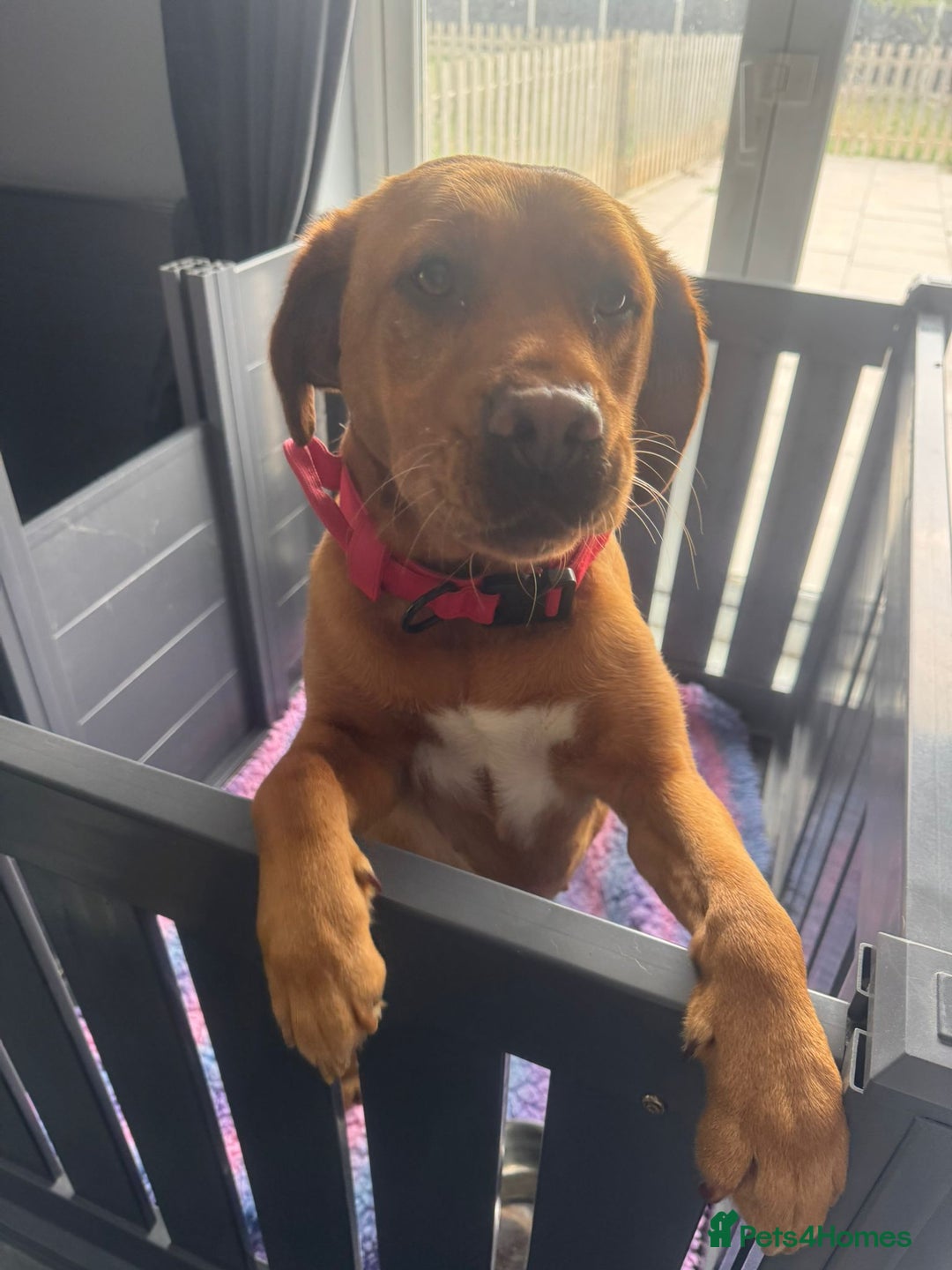 Labrador Retriever dogs for sale: Fox red labradors - Image 16