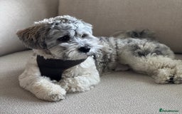 Lhasa Apso dogs for stud: Lhasa Apso looking for Love (Stud only) in Bournemouth - Image 1