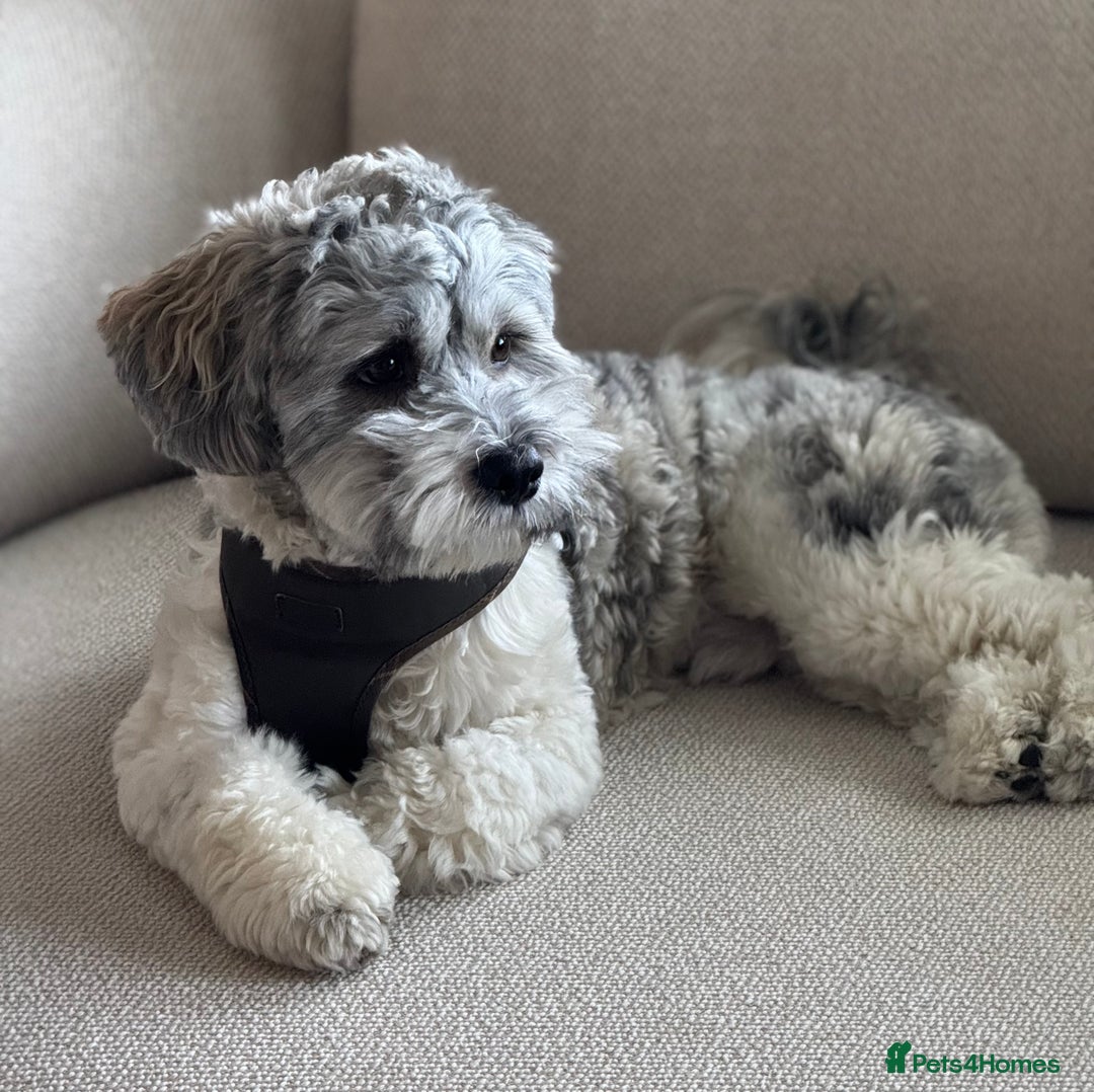 Lhasa Apso dogs for stud: Lhasa Apso looking for Love (Stud only) in Bournemouth - Image 1
