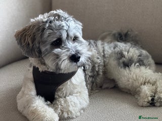 Lhasa Apso dogs in Bournemouth - Advert 1