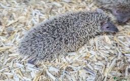 Pygmy Hedgehog rodents for sale: Baby Lesser Tenrecs available  - Image 10