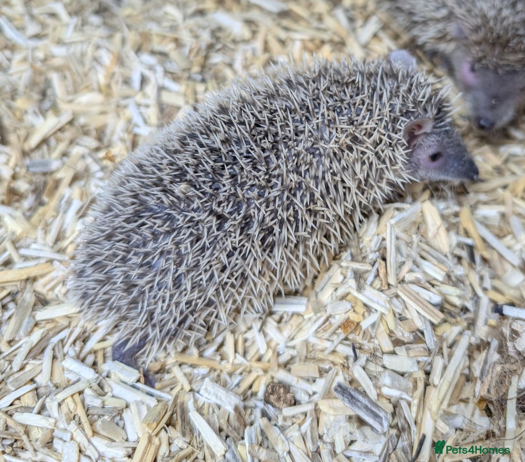 Pygmy Hedgehog rodents for sale: Baby Lesser Tenrecs available  - Image 10