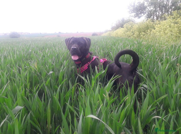 Mixed Breed dogs - Advert 5