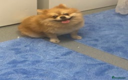 Pomeranian dogs for stud: Reggie the pom - Image 5