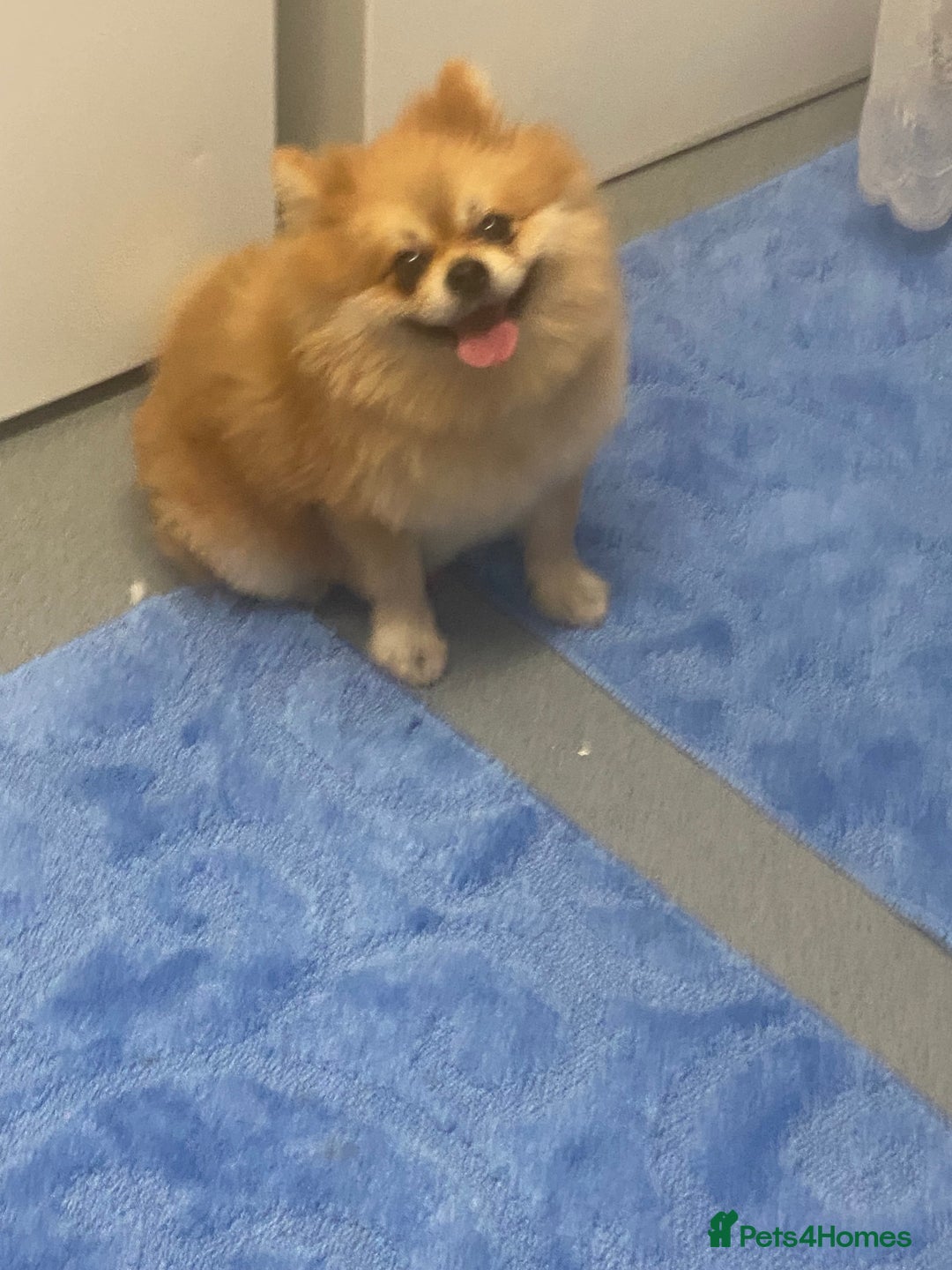 Pomeranian dogs for stud: Reggie the pom - Image 5