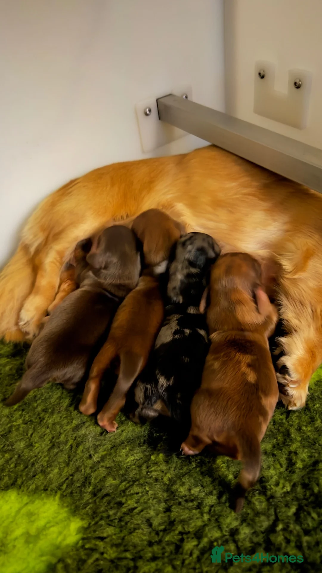 Miniature Dachshund dogs for sale: Miniature longhaired dachshund  - Advert 1