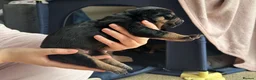 Mixed Breed dogs for sale: Beautiful Staffie cross puppies - Advert 4