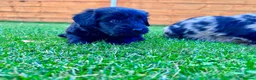 Labradoodle dogs for sale: F1 Labradoodle Merle Babies 🐾🐾🐾 - Advert 26