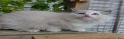 Ragdoll cats for sale: 💓please read🩵🏆European Champion lines 💫Tica - Advert 20