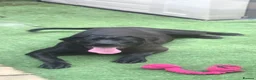 Mixed Breed dogs for sale: Cane corso x presa canario - Advert 3