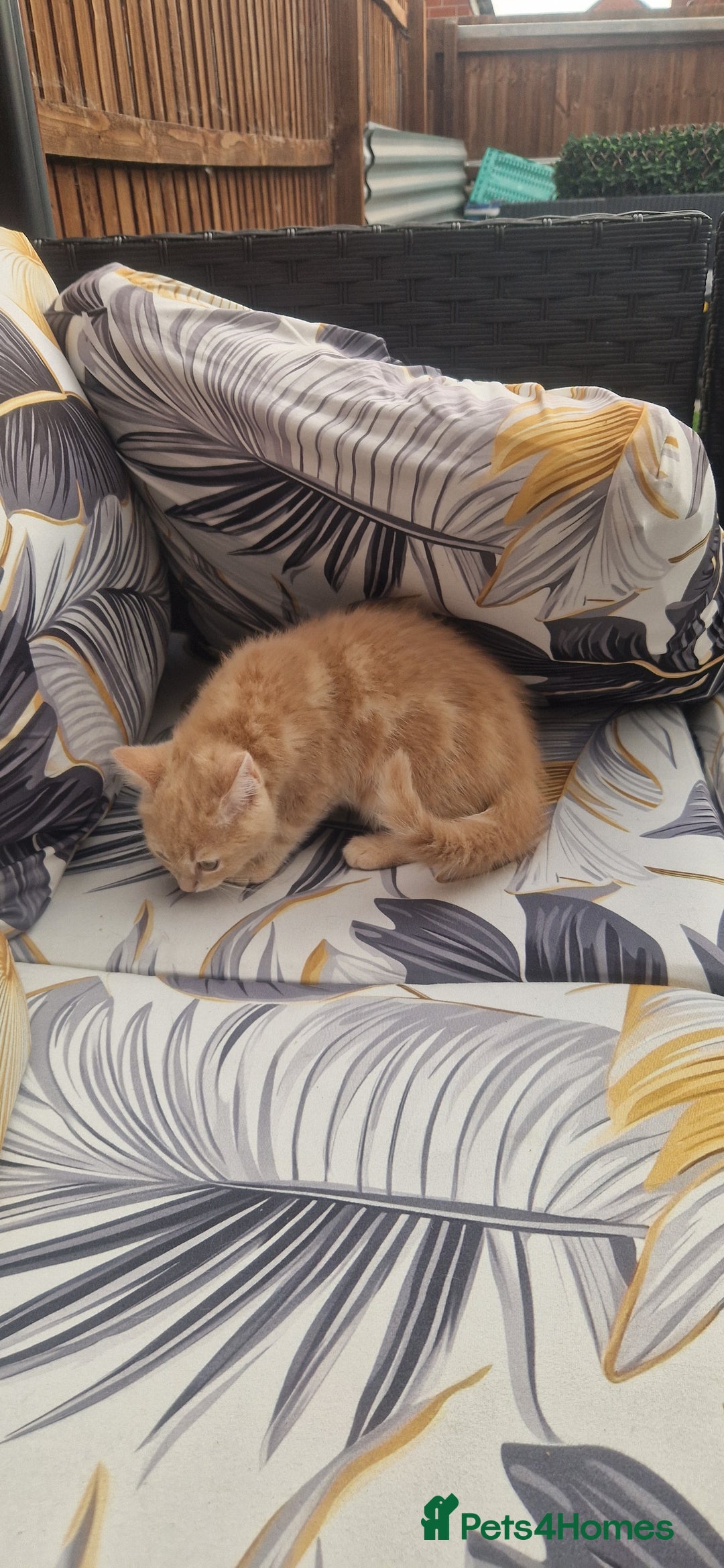 British Shorthair cats for sale: Cute british-shorthair kittens  - Image 18