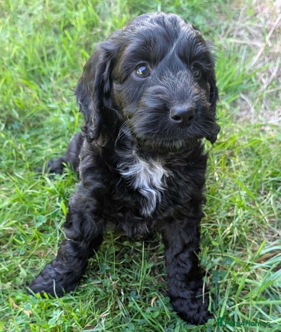 Cockapoo dogs Licensed breeder, health tested F1 cockapoos - Advert 2