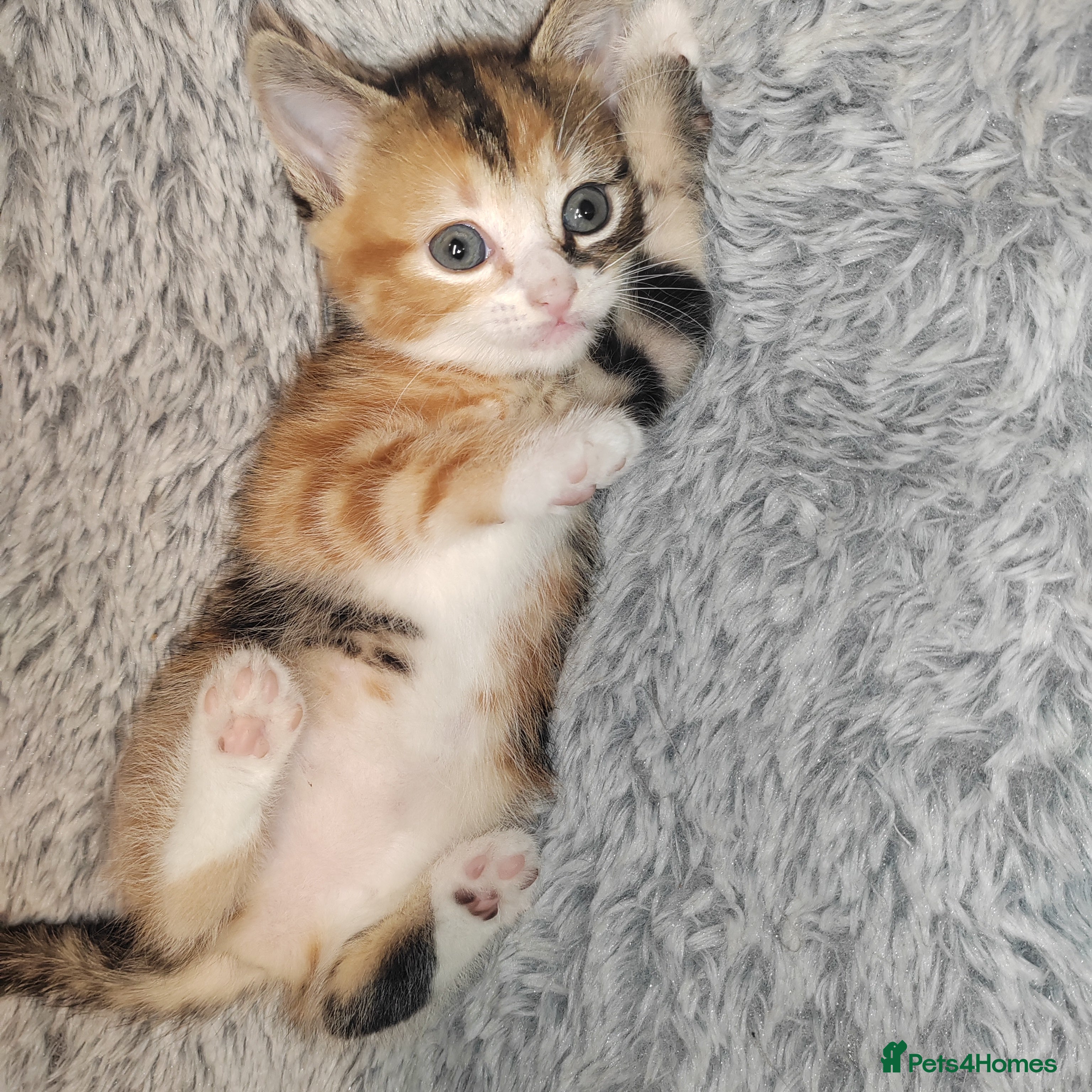 Mixed Breed cats Lovely kittens  - Advert 1