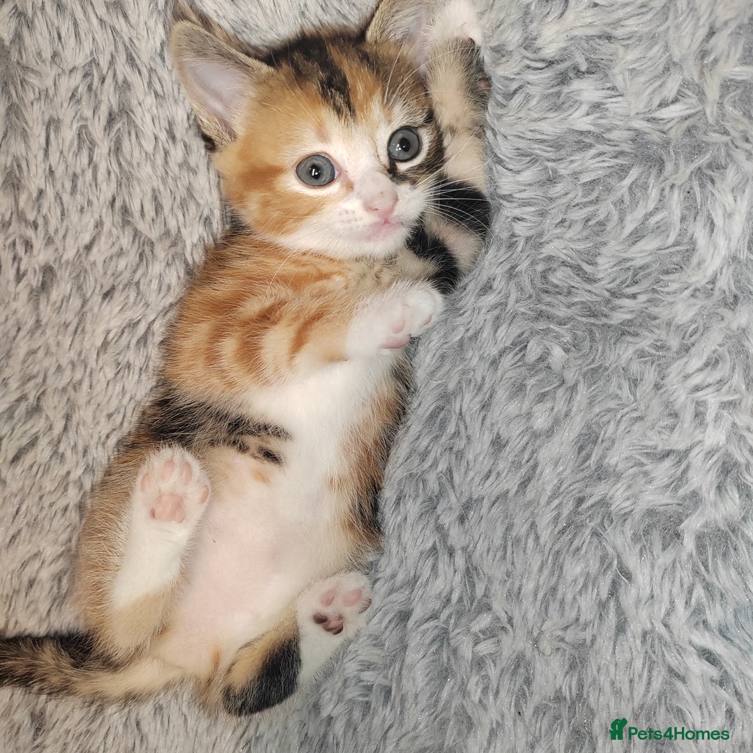 Mixed Breed cats for sale: Lovely kittens  - Advert 11