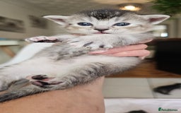 Mixed Breed cats for sale: Abyssinian x Bengal  - Image 14
