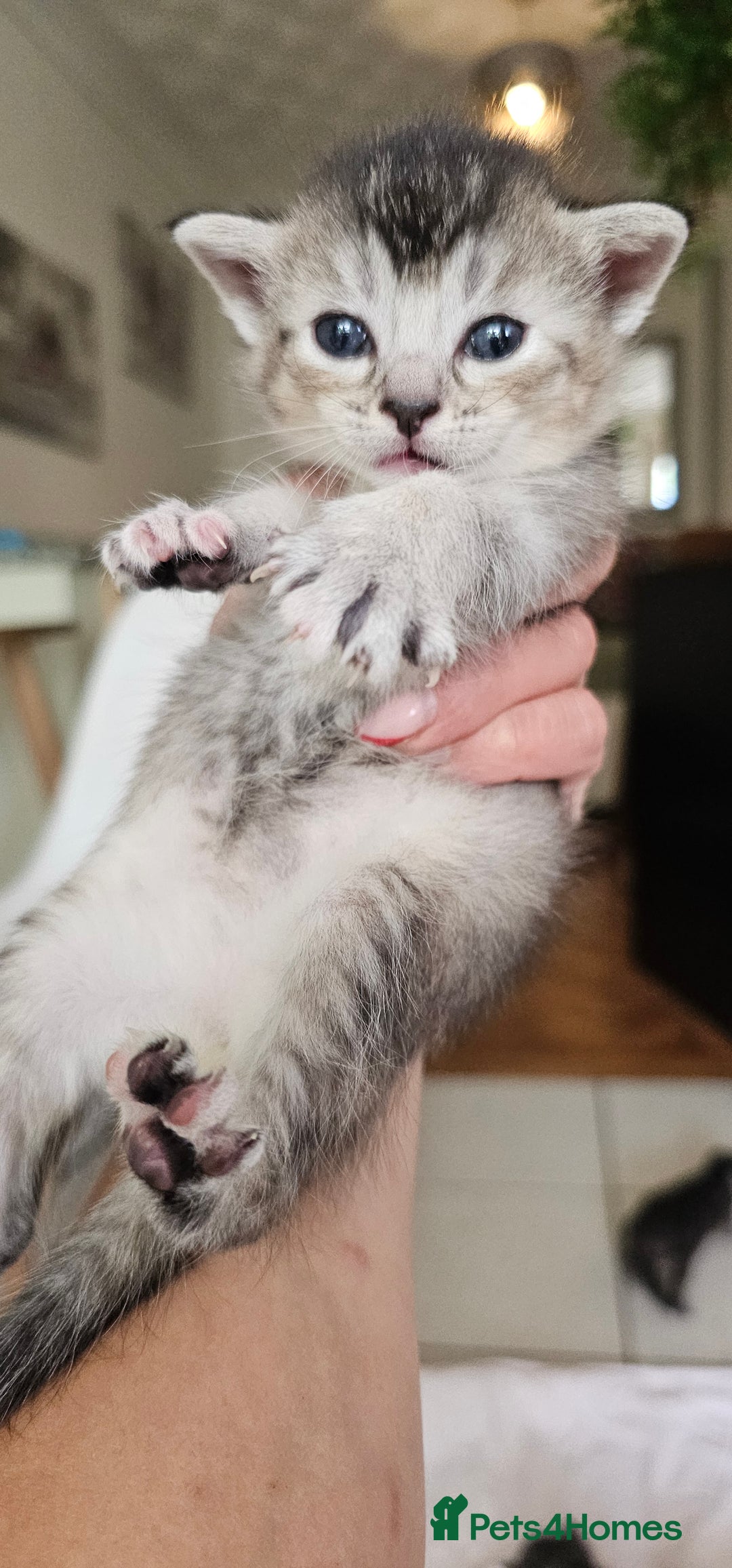 Mixed Breed cats for sale: Abyssinian x Bengal  - Image 14