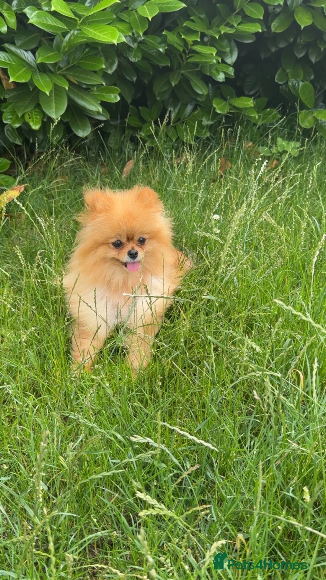 Pomeranian dogs for sale: Beautiful Male & female Pomeranian  - Advert 1