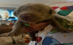 Labrador Retriever dogs for sale: Kc dna clear silver Labrador pups  - Image 15