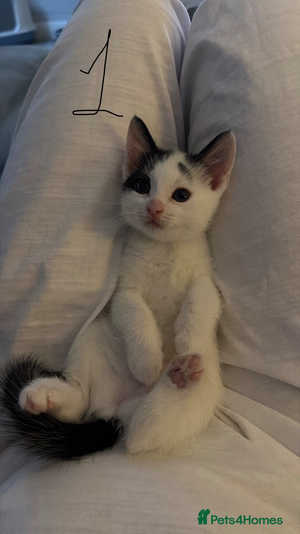Mixed Breed cats MixedBreed Kittens Looking for Loving Homes - Advert 2