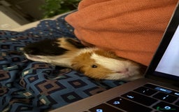Guinea Pig rodents for sale: 2 guinea pig boys for sale  - Image 3