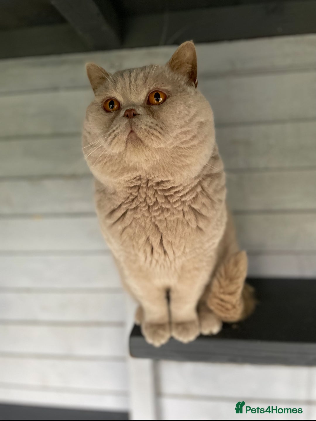 British Shorthair cats for sale: Champion Line British Shorthair Kittens - Image 37