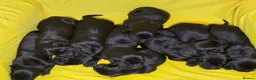 Labrador Retriever dogs for sale: 🖤 Exceptional Labrador Puppies Ready Soon 🐾 - Advert 3