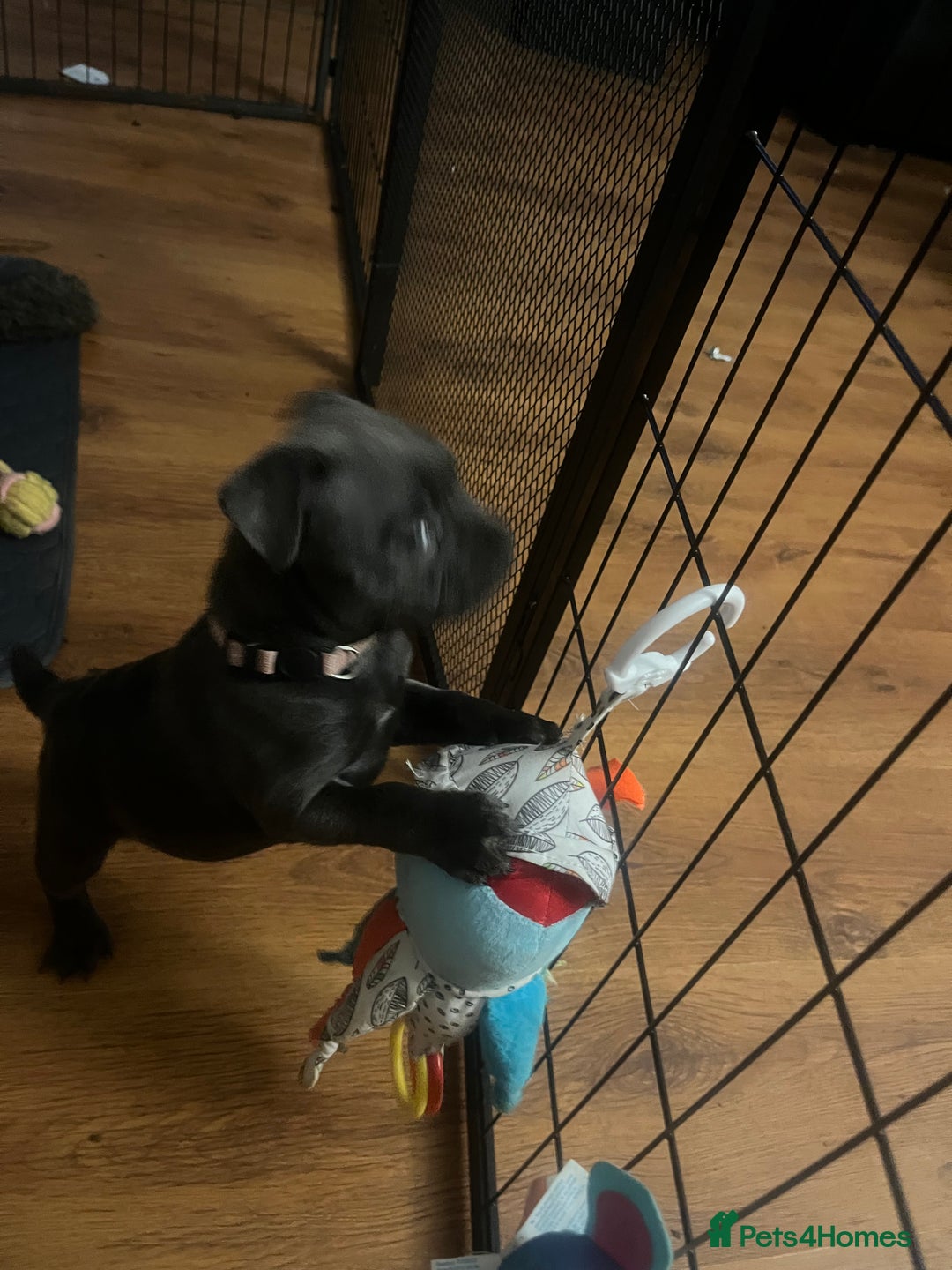 Staffordshire Bull Terrier dogs for sale: One girl KC and DNA health tested  - Advert 5