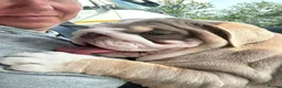 English Bulldog dogs for sale: English bulldog female  - Advert 6