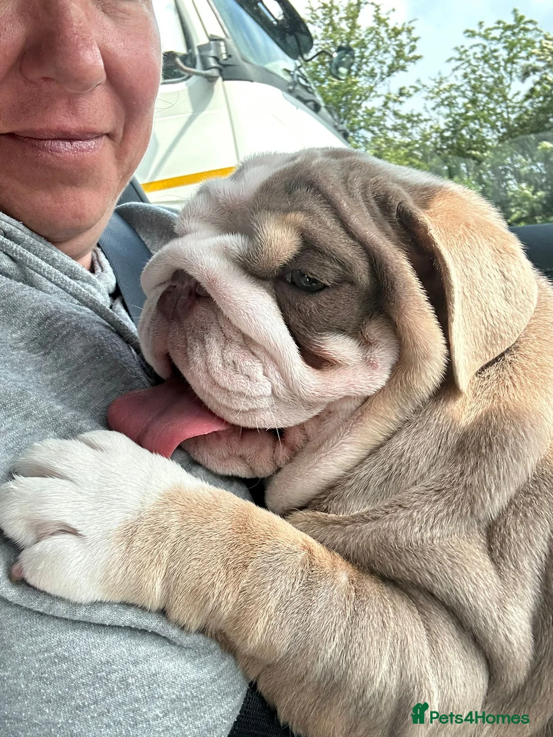 English Bulldog dogs for sale: English bulldog female  - Advert 6