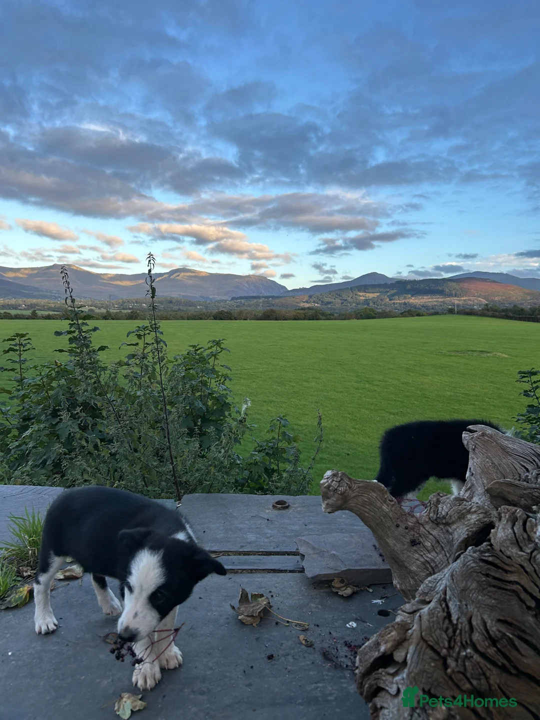 Border Collie dogs for sale: 1 cute border collie pup left, Ready to go now!  - Advert 2