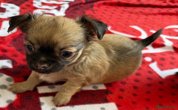 Chihuahua dogs - Advert 6